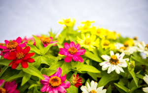  Pretty flowers